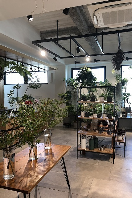 ブロッサムBグリーン スケルトンと化粧天井